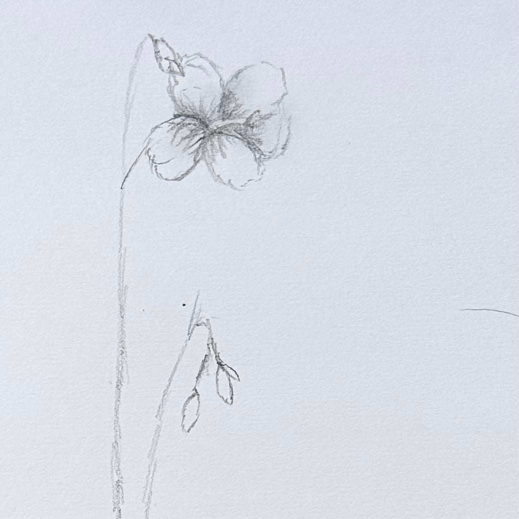 Pencil Drawing & Portraits: Pro-D Art Camp in the Magic Cottage - Zinnia Awakens