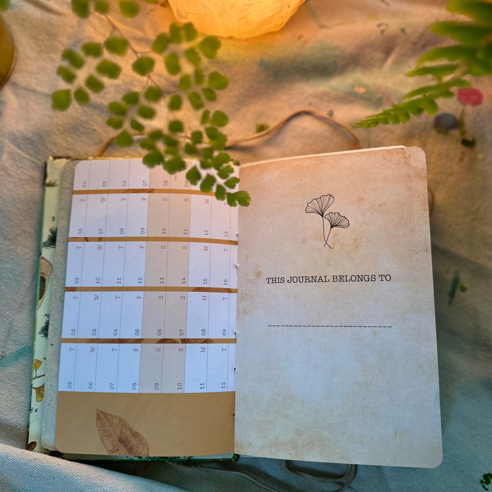 Forest Bathing Journal 🌲 - Zinnia Awakens