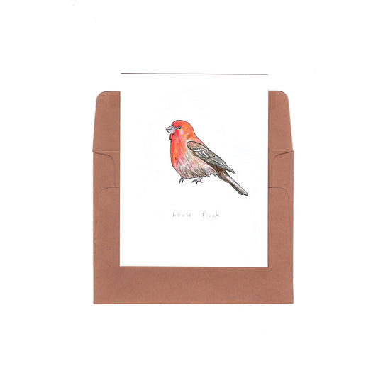 house finch - Zinnia Awakens